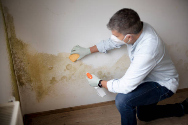 Best Commercial Mold Inspection  in Richmond, TX